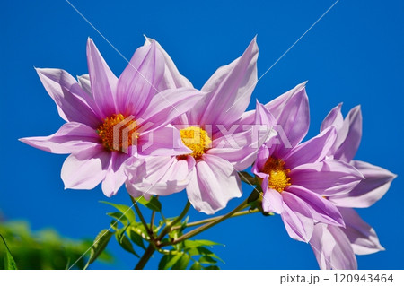 皇帝ダリア 皇帝ダリア 120943464