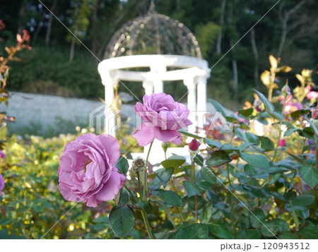 野津田公園(東京都町田市)のバラ園 野津田公園(東京都町田市)のバラ園 120943512