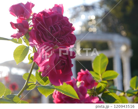 野津田公園(東京都町田市)のバラ園 野津田公園(東京都町田市)のバラ園 120943516