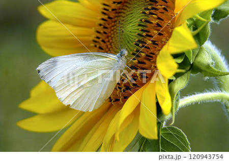 A white butterfly is sitting on a yellow flower A white butterfly is sitting on a yellow flower 120943754