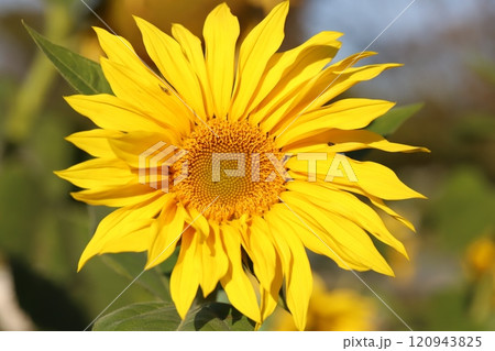 秋の庭に咲く黄色いヒマワリの花 120943825