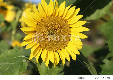 秋の庭に咲く黄色いヒマワリの花 120943826