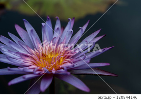 水面に浮かぶ睡蓮の花 120944146