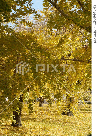 祖父江の美しいイチョウ 祖父江の美しいイチョウ 120944345