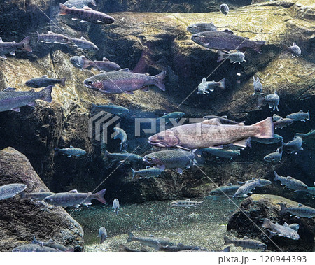 水族館の魚 水族館の魚 120944393