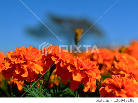 夜空に浮かぶ満月 120945199