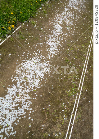 陸上トラックに落ちる桜の花びら 120945529