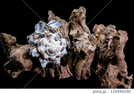 Textured Vasum turbinellus Shell on Driftwood with Black Background Textured Vasum turbinellus Shell on Driftwood with Black Background 120946590