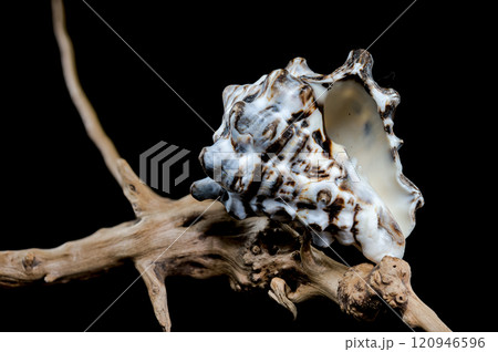 Textured Vasum turbinellus Shell on Driftwood with Black Background Textured Vasum turbinellus Shell on Driftwood with Black Background 120946596