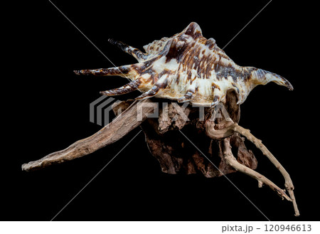 Lambis tiger Shell on Driftwood with Black Background 120946613