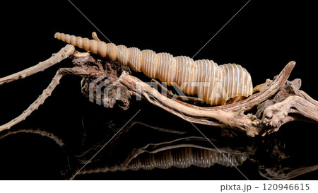 Turritella Shell on Driftwood with Black Background Turritella Shell on Driftwood with Black Background 120946615