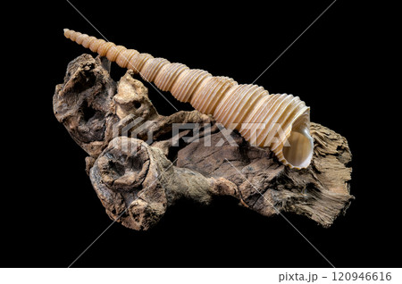 Turritella Shell on Driftwood with Black Background 120946616