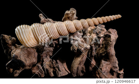 Turritella Shell on Driftwood with Black Background 120946617