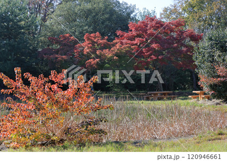 屋島北嶺の山上、千間堂広場のビオトープ と紅葉 120946661