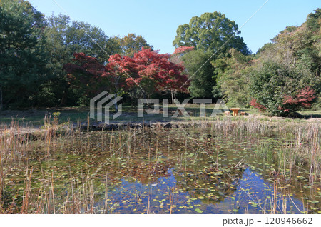 屋島北嶺の山上の千間堂広場のビオトープ と紅葉 120946662