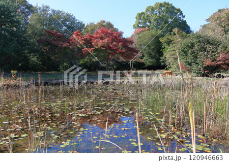 屋島北嶺の山上の千間堂広場のビオトープ と紅葉 120946663
