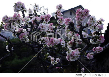 一本の木に紅白の花挿し木により品種改良された花桃 120946907