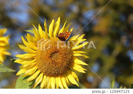 秋の庭に咲くヒマワリの花の蜜を吸うキタテハ蝶 120947125