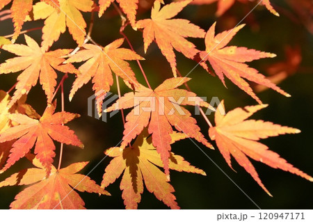 紅葉したもみじ　アップ　ブラック背景 120947171