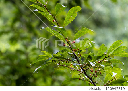 雨に濡れる新緑 雨に濡れる新緑 120947219