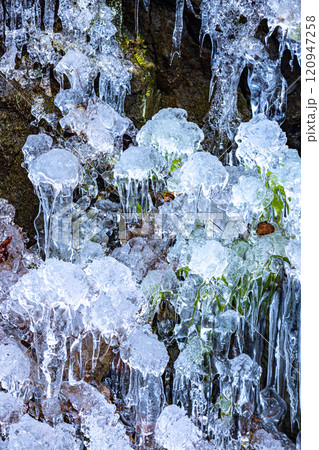 埼玉県 尾ノ内百景の氷柱 埼玉県 尾ノ内百景の氷柱 120947258