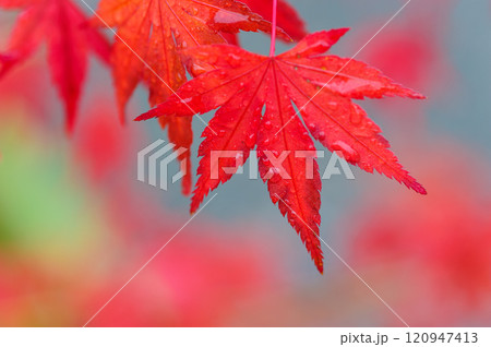 紅葉（光悦寺）_4250 120947413