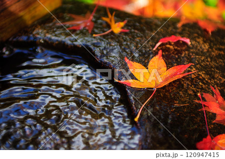 紅葉とツクバイ（祇王寺）_1936 120947415