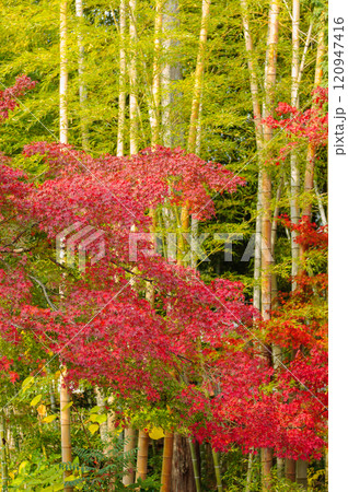 紅葉と竹林のコントラスト（三井寺）_1179 120947416