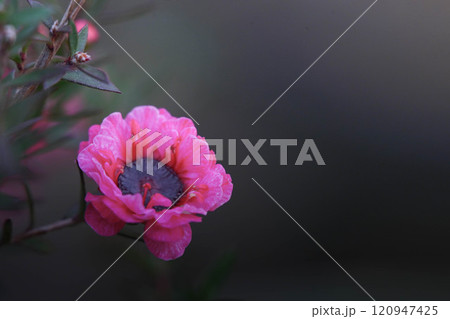 御柳梅のピンクの花 御柳梅のピンクの花 120947425