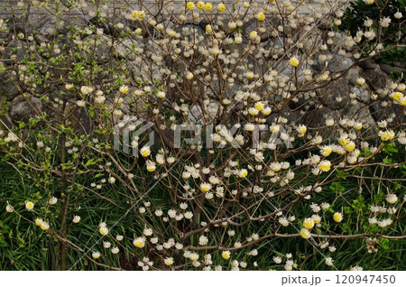 三又に分かれた枝が特徴的な花木で和紙の原材料に成るミツマタ 120947450