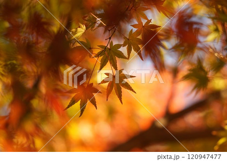 秋の紅葉、真っ赤なモミジ、秋、季節の移り変わり 120947477