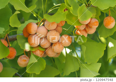 ギンナン ギンナン 120947548