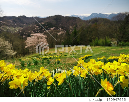 桜と水仙が満開の陸郷桜仙峡から北アルプスを望む 桜と水仙が満開の陸郷桜仙峡から北アルプスを望む 120947626