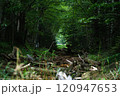 荒れた森の中の小道 120947653