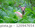 森で出会った草むらの中のエゾジカ 120947654