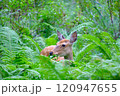 森で出会った食事中の中のエゾジカ 120947655