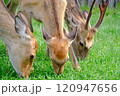 草を一緒に食べるエゾジカの親子 120947656