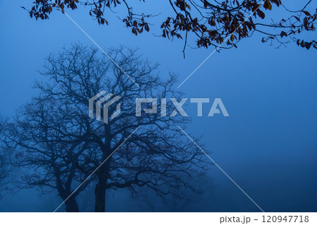 カヤの平の樹影 カヤの平の樹影 120947718