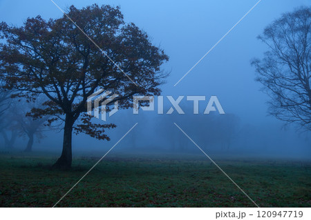 カヤの平の夜明け 120947719