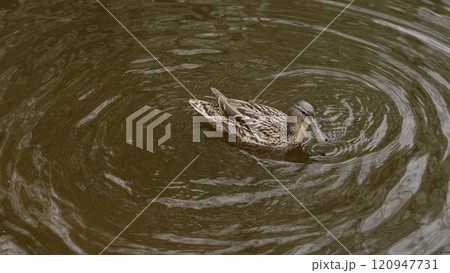 Gray duck feeding in a pond in park closeup Gray duck feeding in a pond in park closeup 120947731