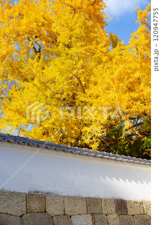 兵庫県三木市にある紅葉の綺麗な第二十六番札所 大谷山 大谿寺 伽耶院(だいけいじきゃらいん)大銀杏 兵庫県三木市にある紅葉の綺麗な第二十六番札所 大谷山 大谿寺 伽耶院(だいけいじきゃらいん)大銀杏 120947755