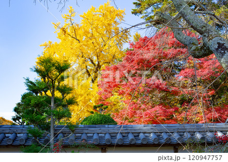 兵庫県三木市にある紅葉の綺麗な第二十六番札所 大谷山 大谿寺 伽耶院(だいけいじきゃらいん)大銀杏 兵庫県三木市にある紅葉の綺麗な第二十六番札所 大谷山 大谿寺 伽耶院(だいけいじきゃらいん)大銀杏 120947757