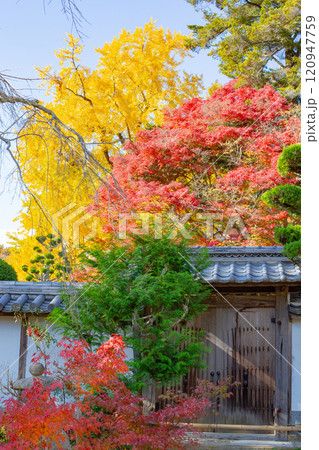 兵庫県三木市にある紅葉の綺麗な第二十六番札所 大谷山 大谿寺 伽耶院（だいけいじきゃらいん）大銀杏 120947759