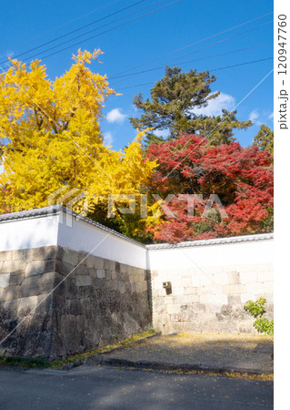 兵庫県三木市にある紅葉の綺麗な第二十六番札所 大谷山 大谿寺 伽耶院（だいけいじきゃらいん）大銀杏 120947760