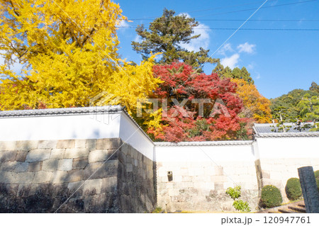 兵庫県三木市にある紅葉の綺麗な第二十六番札所 大谷山 大谿寺 伽耶院（だいけいじきゃらいん）大銀杏 120947761