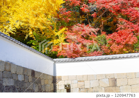 兵庫県三木市にある紅葉の綺麗な第二十六番札所 大谷山 大谿寺 伽耶院（だいけいじきゃらいん）大銀杏 120947763