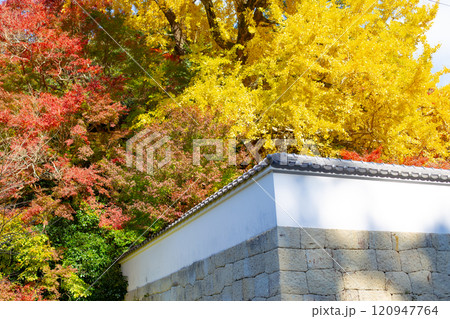 兵庫県三木市にある紅葉の綺麗な第二十六番札所 大谷山 大谿寺 伽耶院（だいけいじきゃらいん）大銀杏 120947764