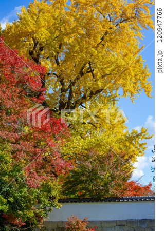 兵庫県三木市にある紅葉の綺麗な第二十六番札所 大谷山 大谿寺 伽耶院（だいけいじきゃらいん）大銀杏 120947766