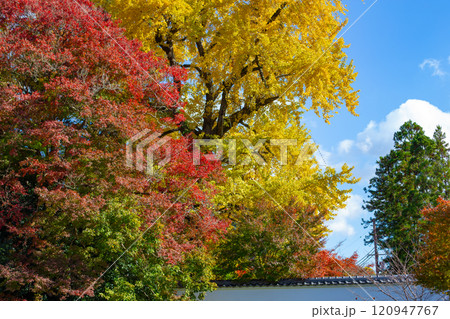 兵庫県三木市にある紅葉の綺麗な第二十六番札所 大谷山 大谿寺 伽耶院(だいけいじきゃらいん)大銀杏 兵庫県三木市にある紅葉の綺麗な第二十六番札所 大谷山 大谿寺 伽耶院(だいけいじきゃらいん)大銀杏 120947767