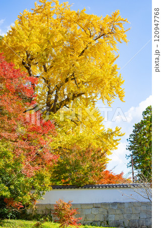 兵庫県三木市にある紅葉の綺麗な第二十六番札所 大谷山 大谿寺 伽耶院（だいけいじきゃらいん）大銀杏 120947768
